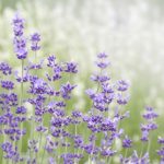 自分を褒めましょう・自分の良い所を見つけましょうが逆効果になる理由とは?