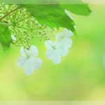 お酒が飲めなくてストレス発散できない人は損?